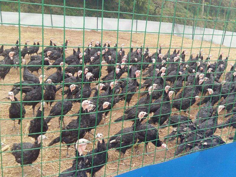养殖围栏网