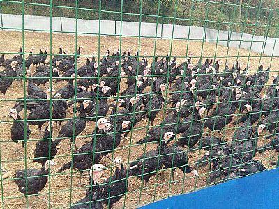 养殖围栏网